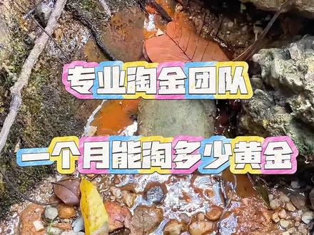 国外专业淘金团队一个月能淘多少黄金?#淘金者 #淘金