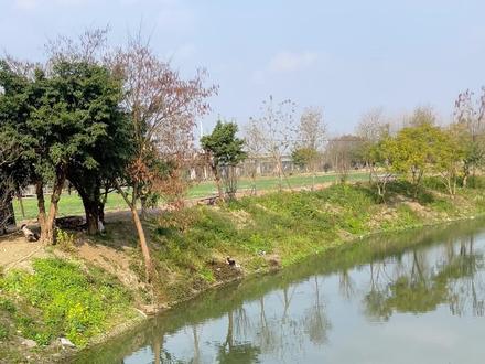 桥洞黑水忙野钓鲤鱼 #青年创作者成长计划 #钓鱼🎣#野钓鲤鱼#野钓#闷竿钓法 8号金海夕,0.1大力马,继续上鱼,这个黑水虻是真的好用