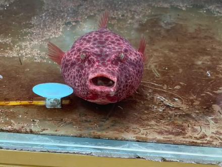 我那大憨憨把之前买的垃圾斑马吞了,结果在肚子里鼓气了,差点就.……#河豚 #斑马狗头 #红木瓜狗头 #狗头