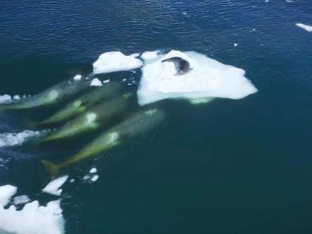 虎鲸独特的狩猎技巧,直接震碎浮冰,袭击海豹 #动物世界 #野生动物 #奇妙的动物 #神奇的动物在抖音