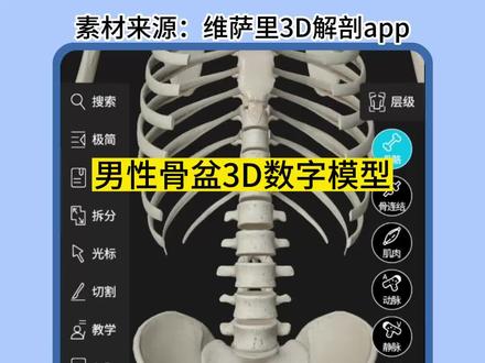 #骨盆 #骨盆修复 骨盆在组成全身骨骼中,是男女差异最突出的部位。男性骨盆狭窄,女性骨盆较宽。更多详细对比内容欢迎移步【维萨里3D解剖aapp】#人体结构 #维萨里3d解剖