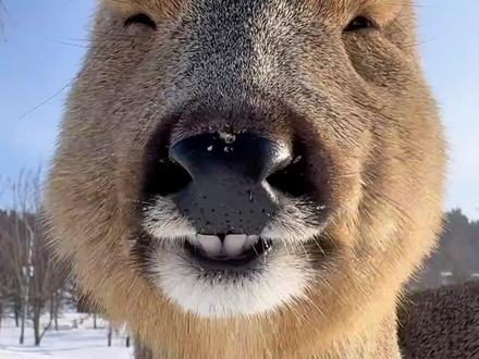 傻狍子,东北人自己的卡皮巴拉 #傻狍子 #狍子 #科普