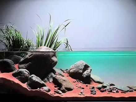 巧用废缸,开启低成本造景 #开缸 #造景 #鱼缸造景