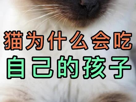 猫为什么会吃自己的孩子#冷知识 #宠物知识小课堂#猫咪