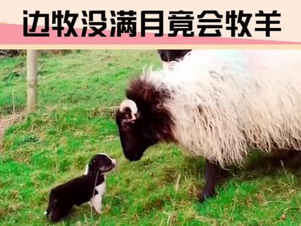 没满月就会放羊的边牧了解一下😎牧羊犬的名字可不是白叫的!#宠物 #边牧