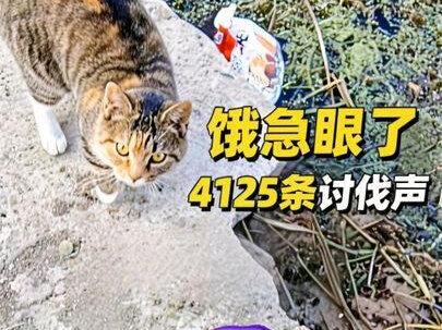 我滴天!评论区4125多条讨伐声,小野猫这下能吃饱了 #我的钓鱼日记#钓鱼的乐趣只有钓鱼人懂 #钓鱼人就是这么疯狂 #在拍一种很新的vlog #钓鱼遇猫