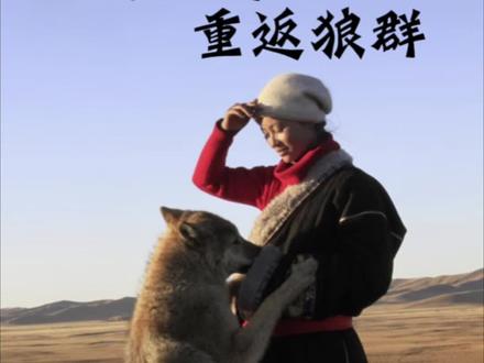 欢迎收听《千里寻你重返狼群》#李微漪 #格林#重返狼群