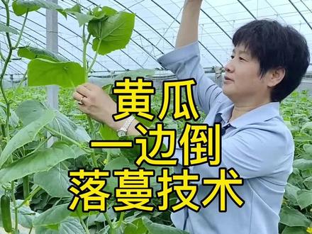 黄瓜一边倒落蔓技术#新农人计划2022#来抖音学农技#全国各地秀农技 #乡村守护人 #黄瓜 #黄瓜种植技巧 #抖音助农