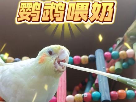 #鹦鹉饲养知识 #手养鹦鹉 #鹦鹉喂奶 如果大家遇到鹦鹉误食喂奶的“软管”,千万不要慌!可以按照视频的方法取出!新手鸟友想手养鹦鹉不建议使用软管插嗉囊的方式,