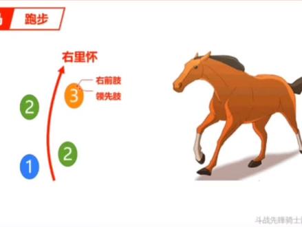 从马的基本步伐看跑马、走马、颠马的区别 #走马 #颠马 #野骑小课堂 #户外马术