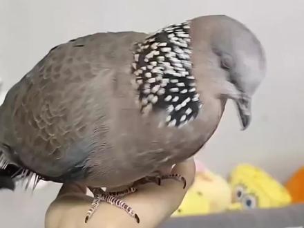 第1集 | 一口气听完25种鸟类的叫声 #动物科普 #鸟类 #鸟叫声大全#知更鸟 #崩坏星穹铁道 原视频@星星科普