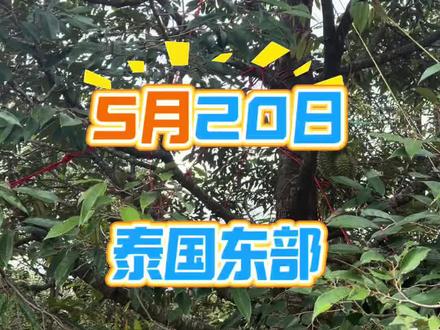 泰国东部榴莲一天发货千柜,开始降价#榴莲 #榴莲批发 #泰国榴莲 #榴莲进口 #金枕榴莲