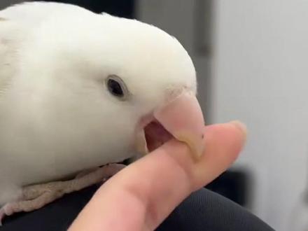 鹦鹉咬人不一定是讨厌你喔#鹦鹉 #动物的迷惑行为