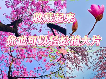荣耀手机的3个万能拍花小技巧收藏起来你也可以轻松拍大片#拍照技巧 #手机摄影 #荣耀magic8 #荣耀magic8rsr #拍花技巧