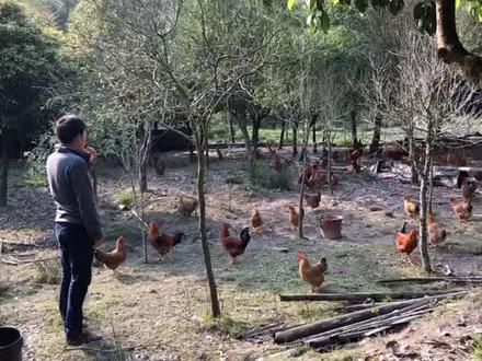 土鸡司令来了,军事化管理的鸡,哨子一吹全军出鸡,大手一挥全军开饭#散养土鸡 #林下养鸡 #返乡创业 #农场日记