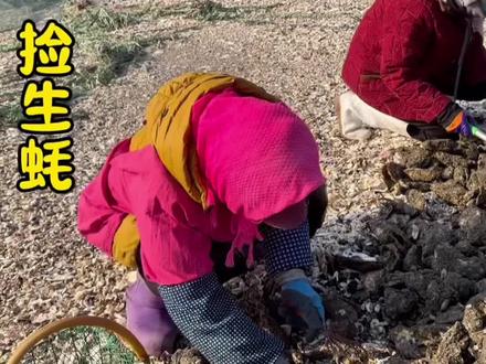 住在海岛,冬天去捡生蚝回家做炸蛎蝗,清蒸生蚝 简直太美味了#海岛生活的日常 #捡生蚝#炸蛎蝗#分享海岛美食