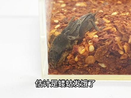 把蝼蛄放进辣椒面里会发生什么事#蝼蛄 #辣椒面 #小实验大道理