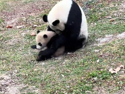 琳琅带娃太疯狂,360度抱着幼崽转圈,给自己生了一个玩具。 #大熊猫琳琅 #大熊猫