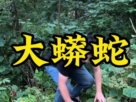 “大蟒蛇”丰收了。#农村生活 #大自然的馈赠