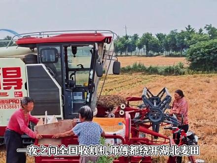 湖北农民看着地里倒下的麦子,不愿意来的收割机师傅直呼天塌了