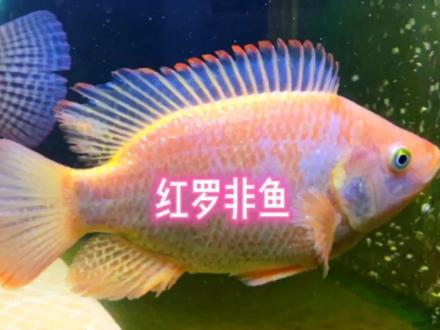 🐠红色罗非鱼是一种具备观赏性又可食用的热带鱼,受养鱼人的喜爱#热带鱼 #热带鱼观赏鱼 #红罗非 #观赏食用鱼