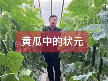黑油亮+特抗病+高产量#黄瓜种植#寿光瓦瓦叶#状元一号黄瓜#嫁接黄瓜苗#寿光黄瓜