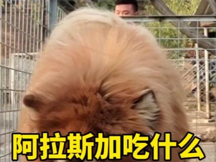 怎样搭配饮食才能让阿拉斯加长的又大又胖?#萌宠推荐官 #熊版阿拉斯加