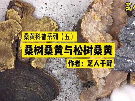 桑黄科普系列(五)桑树桑黄与松树桑黄