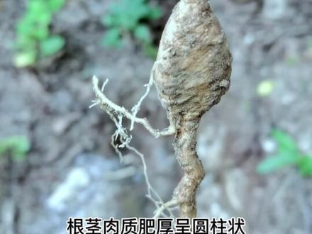 栝楼和瓜蒌,你知道它们的区别吗?你家乡有瓜蒌吗?#中草药 #瓜蒌