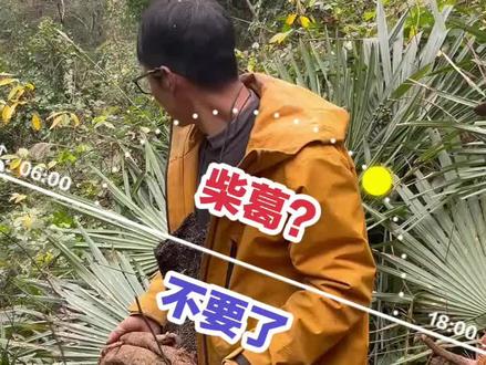 柴葛、棕榈芯都丢掉不要,建哥真是大手笔啊#荒野建哥 #老六荒野 #张家界七星山荒野求生