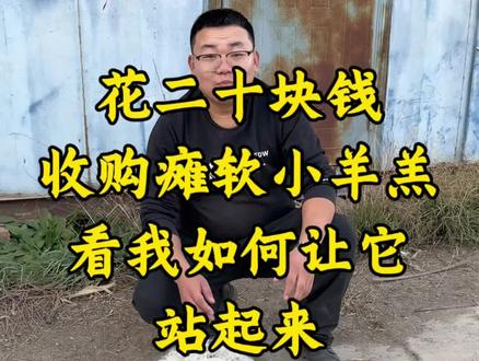 教你如何调理小羊羔#养羊技术 #羊羔瘫软 #羊羔积奶