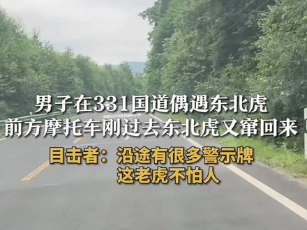 男子在331国道偶遇东北虎 前方摩托车刚过去东北虎又窜回来 目击者:沿途有很多警示牌 这老虎不怕人#东北虎