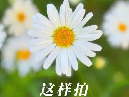 小雏菊这样拍#手机摄影 #拍摄技巧
