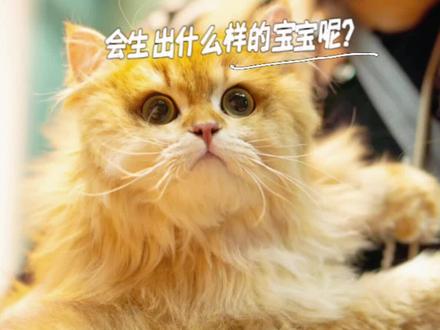 一起期待一下他们的宝宝会长什么样子呢?#布偶猫 #金渐层 #生小猫了 #猫咪生产 #怀孕养猫