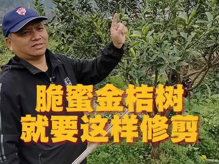 金桔冬春修剪就要这么来#金桔 #新起点农资 #红日新生态龙岸农服中心