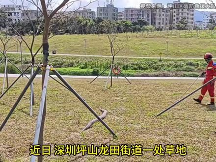 一线城市出现原始森林的动物#坪山河 #坪山生态 #冷血动物 #蟒蛇 #深圳消防