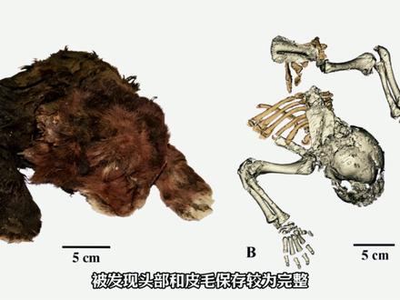 别眨眼,这些史前生物被挖出来,所有人都屏住了呼吸 别再说史前生物都是凭空想象出来的复原了,有些是确实挖出了完整遗体#史前星球 #动物世界 #神奇动物在抖音萌宠出道计划 #守护镜头里的动物