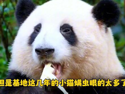【厄运笼罩亚特兰大的海归:免彩也没了,才1岁多】今年3月,宝兰的儿子宝新天折了,不到两岁。今年8月,美轮的儿子轮辉,瞎了一只眼睛。今年十一,美奂的儿子奂彩死于急性肠炎。宝新则死于急性胰腺炎。急性肠炎和急性胰腺炎,都属于肠胃病,也都与喂养有关。#大熊猫奂彩 #大熊猫花花#大熊猫##国宝熊猫