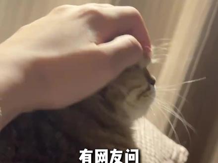 公认最容易出好猫的三个品种,你养过哪个? #德文卷毛猫 #阿比西尼亚猫 #暹罗猫 #宠物知识