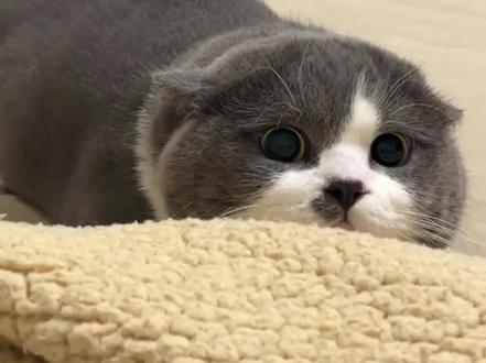 猫咪耳朵突然下垂#猫咪#萌宠#猫咪的迷糊行为#猫咪冷知识