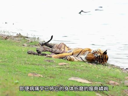 伦滕波尔的湖区女王,硬扛癌症两年养大3只幼崽。 #动物世界 #动物解说 #神奇的动物在抖音 #箭头 #老虎箭头