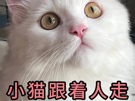 小猫跟着人走意味着什么#猫咪 #科学养宠