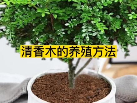 #清香木 清香木的养殖方法#清香木盆景 清香木叶子下垂了蔫了怎么补救#肥料 清香木怎么施肥#养花肥#花卉养护