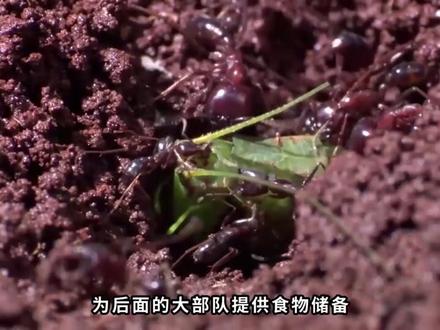 5cm长的食肉蚁后,每月产卵200万,拥有2000万军队的它是绝对的王