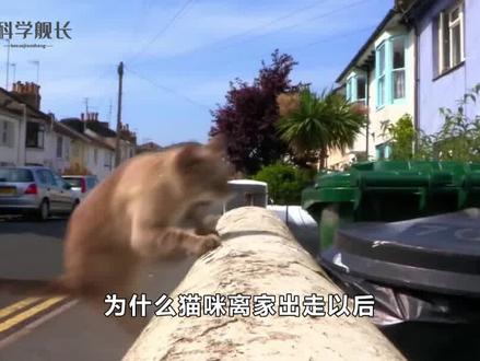 为什么猫咪离家出走以后,就再也不回来了?这6点原因很现实 #养猫 #宠物知识 #猫 #科普 #涨知识