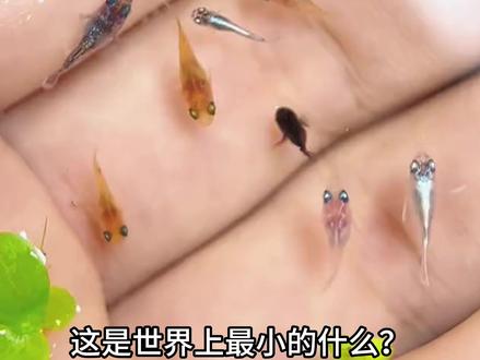这些世界最小的牛见过吗?世界之大无奇不有! #迷你世界 #小小的世界 #科普 #不可思议