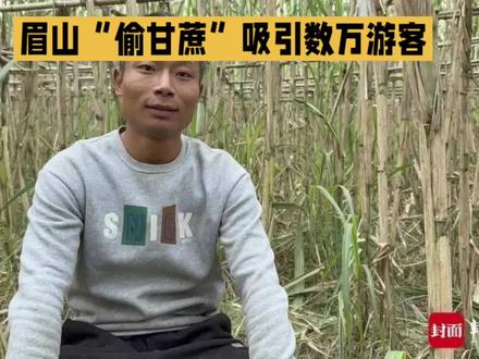 眉山“偷甘蔗”活动爆火,多方介入保障有序