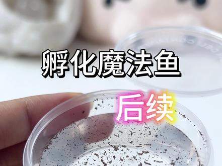 孵化魔法鱼~后续 #孵化 #趣味实验 #玩个很新的东西