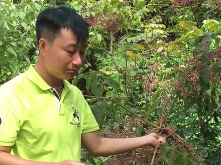 #楤木,又叫鸟不停、鸟不宿,刺老芽,被誉为“山野菜之王“,你知道它还有什么名字吗?它的药用价值也是很高的,欢迎评论区留言讨论。#一日一植物 #健康养生 #新农人计划2022 #抖音小助手@DOU+小助手