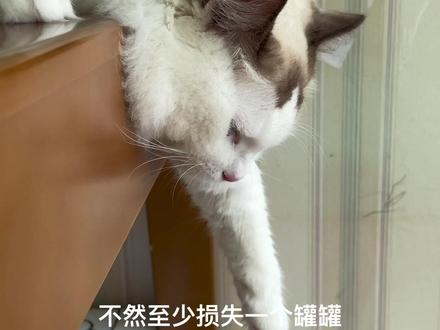 今天给大家科普一下什么是板鸭趴#小猫咪的迷惑睡姿 #摆烂猫 #布偶猫